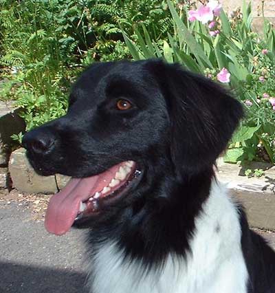 STABY HOND